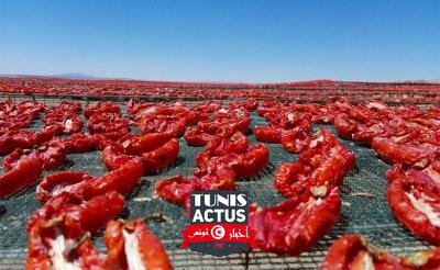 جريدة المغرب | تونس في المركز العاشر عالميا في إنتاج الطماطم الصناعية: عائدات صادرات الطماطم المجففة تصل 40 مليون دينار خلال 2020