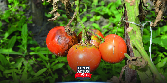 نابل: تضرر مساحات شاسعة من محصول الطماطم بمرض ''الميلديو''